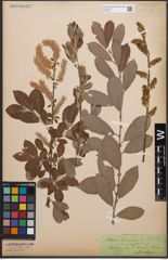 Foto von Salix cinerea L.